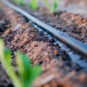 round drip pipe in field